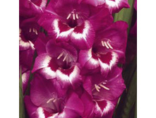 �������                     Vandohla	   9,93�