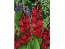 �������                   Baccara	7,43�.