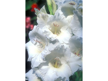 ���� �������               White Goddess	7,10�.