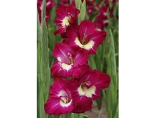 ������                     JESUP	10,39�