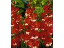 ���������                Helvetia	7,43�.