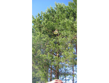 04.05.2008 11:08:24
