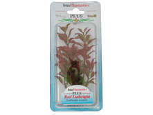 ����� �������� RED LUDWIGIA  05136.png