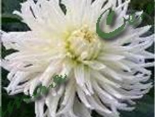 ���� ����                    White Star 50�..jpg