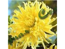 ������ ����            Yellow Star 46�..jpg