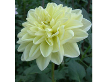 ����� �� ������� Glorie van Heemstede 53�..jpg