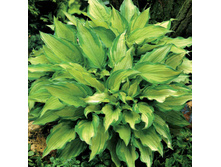 ��� �����                BLUE CADET 35�..jpg