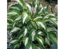 �������������� MEDIOVARIEGATA 35�..jpg