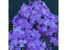 ��� ���                          Blue Boy 30,5�..jpg