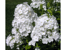 ���� �������            White Admiral 30,5�..jpg