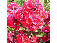 ���������             STARFIRE 37,5�..jpg