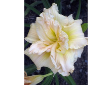 �������� ����   Hemerocallis Schnickel Fritz  125�..jpg