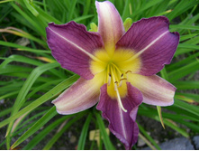 ��� ���                     Blue Sheen 68�..jpg