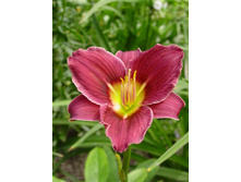 ���� �����             LITTLE MISSY 60�..jpg