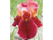 ������ ����� NATCHEZ TRACE 59,5�..jpg