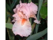 ���� ��������       PINK HORIZON 59,5�..jpg