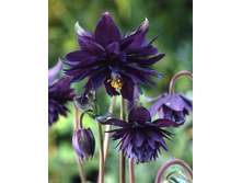 ������ ����        BARLOW BLACK 23�..jpg