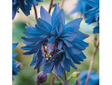 ������ ���                               BARLOW BLUE                           23�..jpg