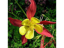������� �������               McKana Hybrids 23�..jpg