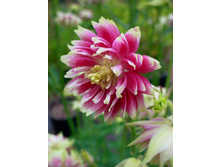 ���� ������        BARLOW NORA 23�..jpg