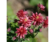 ���� ����                                       RUBY PORT 23�..jpg