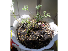 Pelargonium abrotanifolium