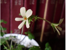 Pelargonium elongatum ������ ��������