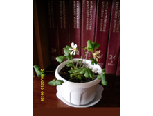 Pelargonium elongatum