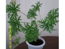 Pelargonium graveolens