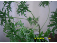 Pelargonium graveolens_