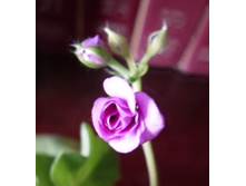 Blue Sybil ����������
