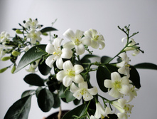 DSC04189.JPG