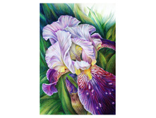 372721_iris1.jpg