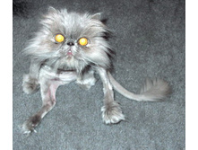 demon-1120079653_i_5647.jpg