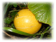 DSCN6316.JPG