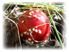 DSCN6331.JPG