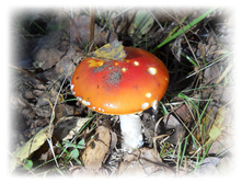 DSCN6335.JPG
