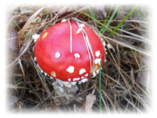 DSCN6342.JPG