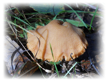DSCN6345.JPG
