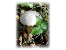 DSCN6353.JPG