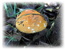 DSCN6354.JPG