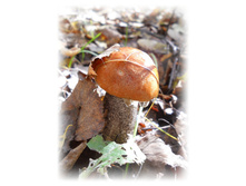 DSCN6362.JPG