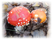 DSCN6369.JPG
