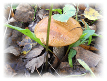 DSCN6379.JPG