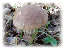 DSCN6381.JPG