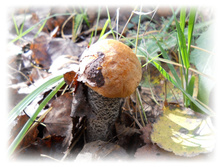 DSCN6384.JPG