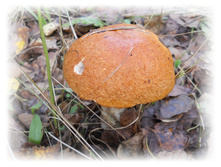 DSCN6392.JPG