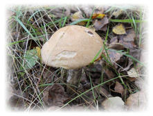DSCN6412.JPG