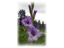 DSCN6430.JPG