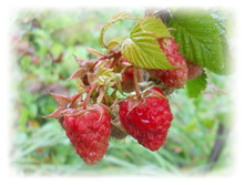 DSCN6480.JPG